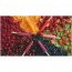 OUTSHINE No Sugar Added Black Cherry, Strawberry Kiwi & Mixed Berry Frozen Fruit Bars, 12 Ct. Box | Gluten Free, 3 image